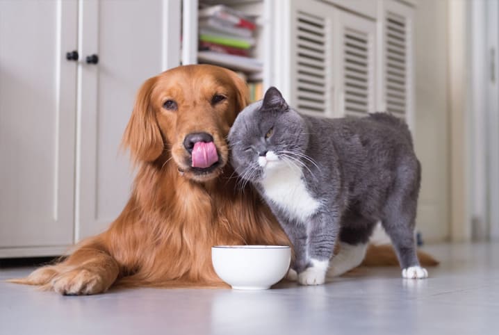 Troca de ração: como mudar a alimentação de cães e gatos?