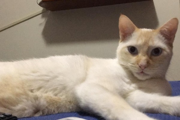 Veterinário em casa: gato com vômito e diarreia