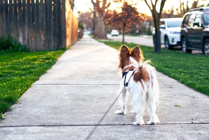 Você sabe quanto tempo passear com cachorro? Descubra!