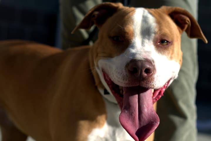 5 curiosidades sobre Pitbull para você se apaixonar definitivamente pela raça