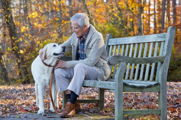 50 raças de cães que costumam viver mais de 10 anos