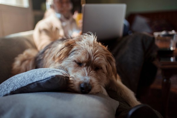 Alzheimer canino: o que é, sinais, tratamento e prevenção