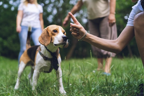 Cães podem prestar mais atenção nas mãos humanas do que em seus rostos, sugere pesquisa