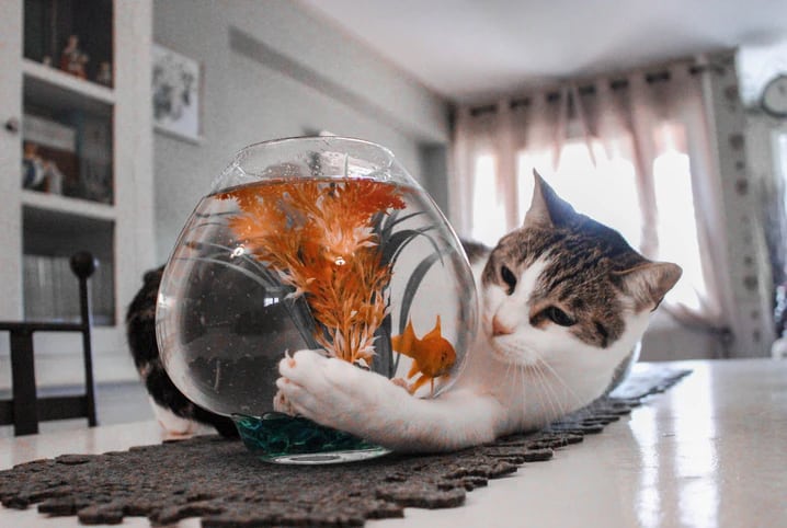 Como facilitar a convivência entre gato e peixe