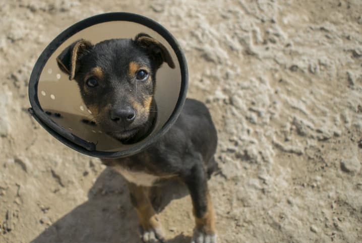 Como funciona a cirurgia de castração de cachorro?