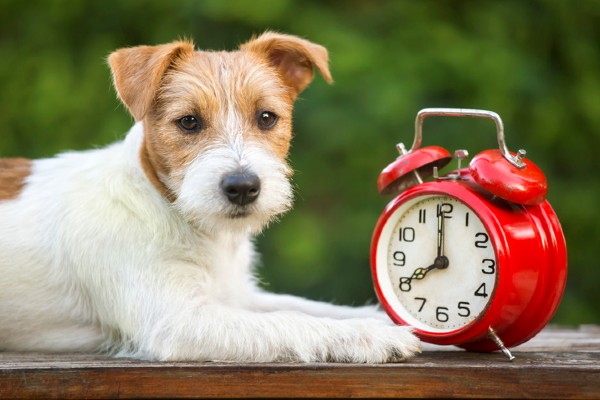 Como os cães “medem” o tempo?
