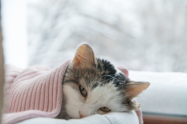 Como proteger seu gato no inverno