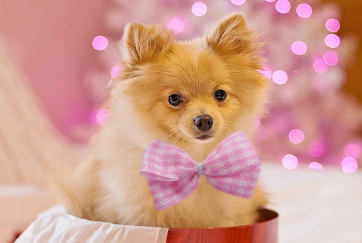 Conheça 8 contas de cachorro famoso no Instagram