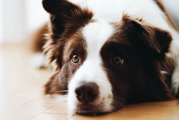 Descubra se cachorro pode comer chocolate