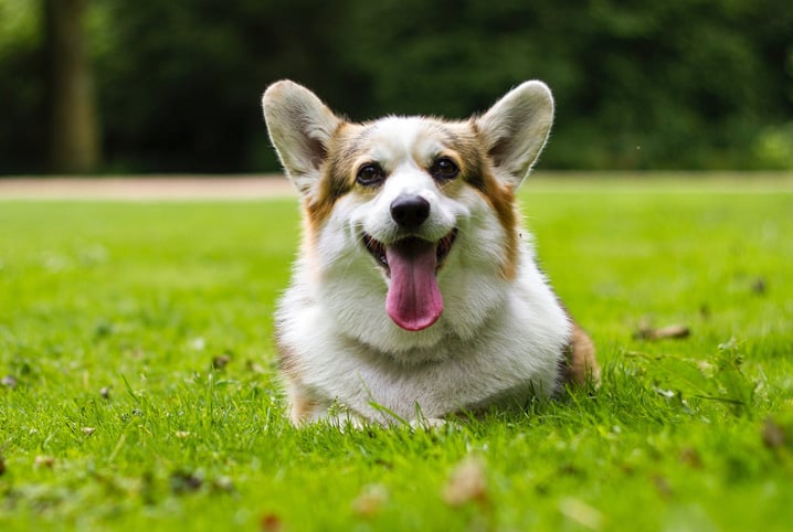 Dieta para cachorro: conheça os diferentes tipos