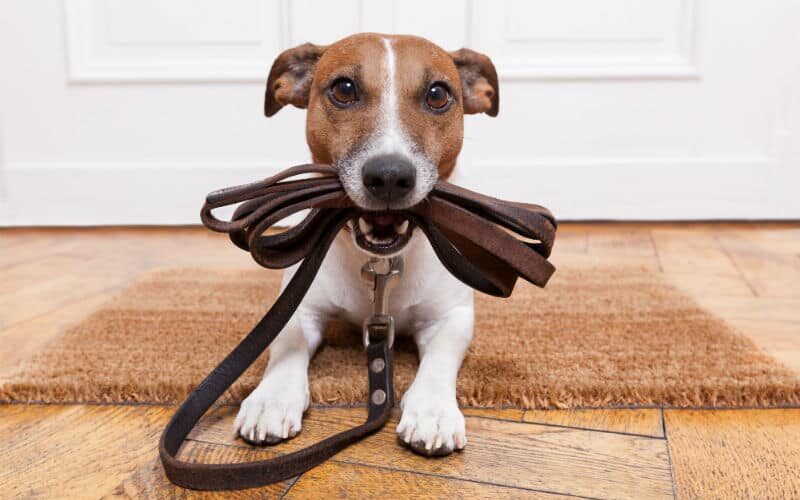 DogWalker: Conheça mais do passeio educativo com cães!