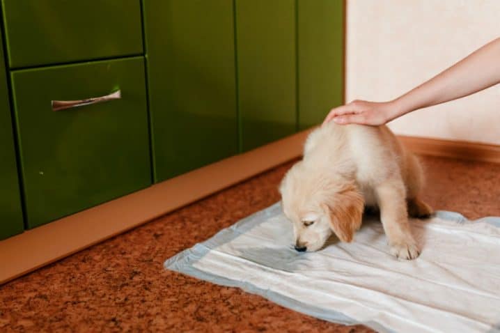 Entenda como ensinar cachorro a fazer necessidades no lugar certo!