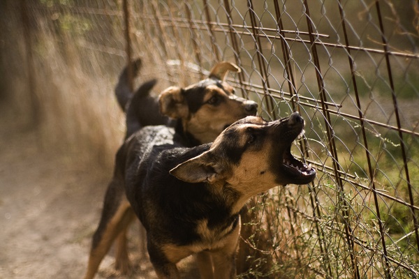 Motivos que fazem um cachorro latir em excesso