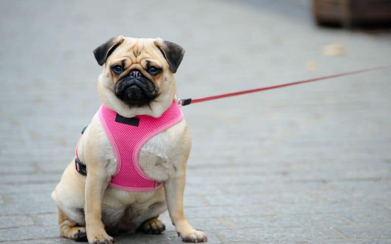 Passeio com cachorro: como treinar o pet para uma caminhada tranquila