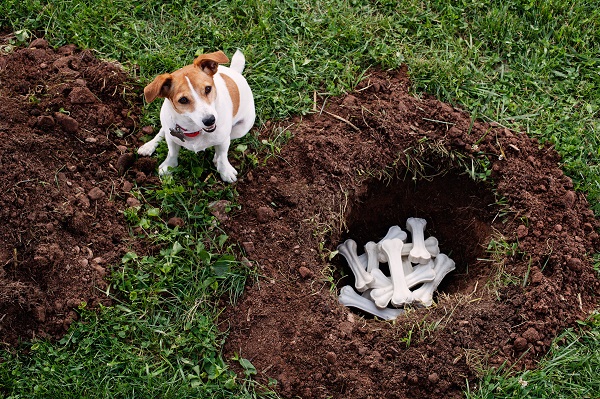 Por que os cachorros gostam de roer?