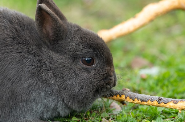 Problemas de comportamento em coelhos