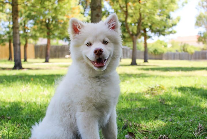 Quais são as características de animais domésticos?