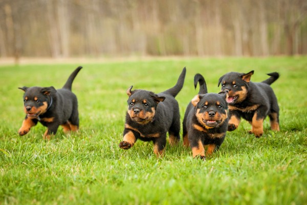 Saiba tudo sobre a parvovirose canina