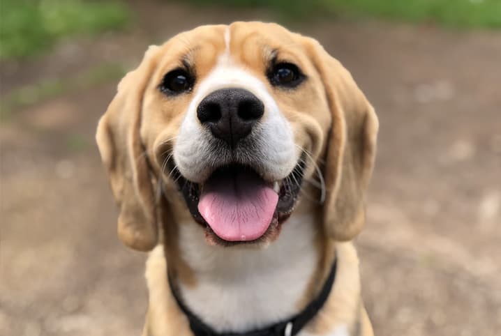 Saiba tudo sobre o chip para cachorro