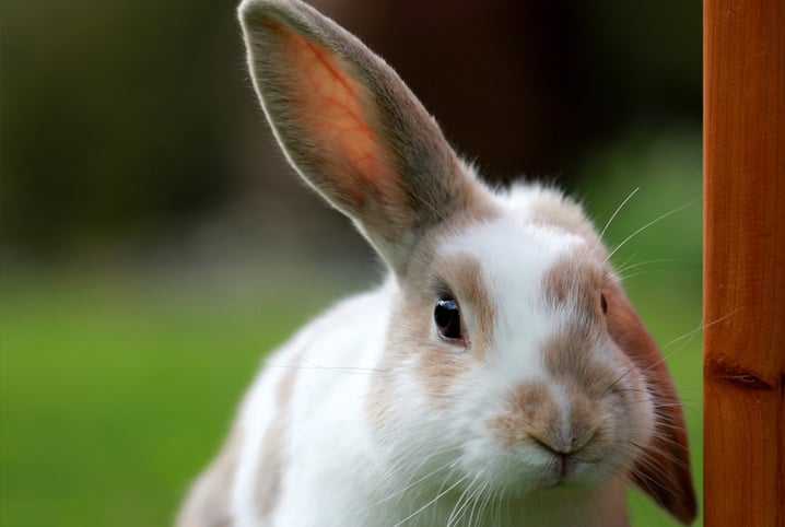 Saiba tudo sobre o processo de adoção de coelhos