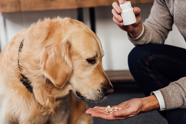 Antibióticos para cachorro: saiba mais sobre esses medicamentos