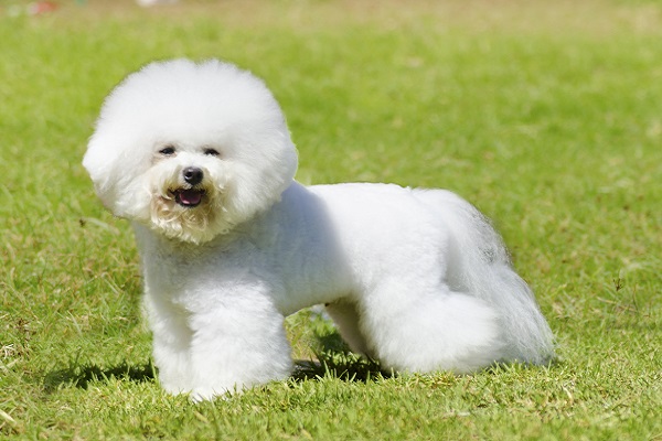 Bichon Frisé – Principais doenças