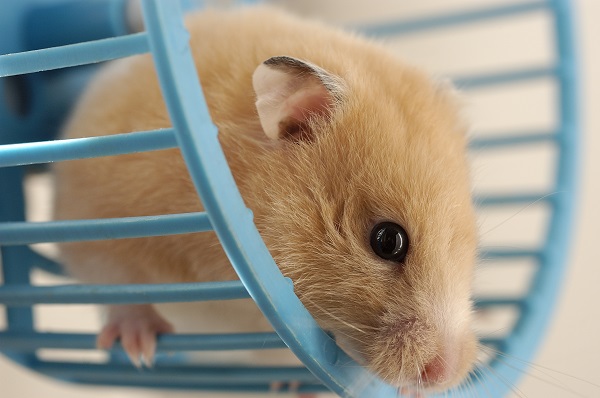Características e tempo de vida dos hamsters