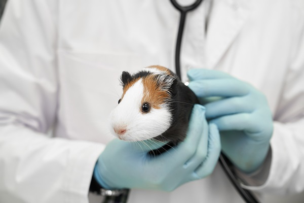 Cinco doenças comuns em hamster e seus principais sintomas