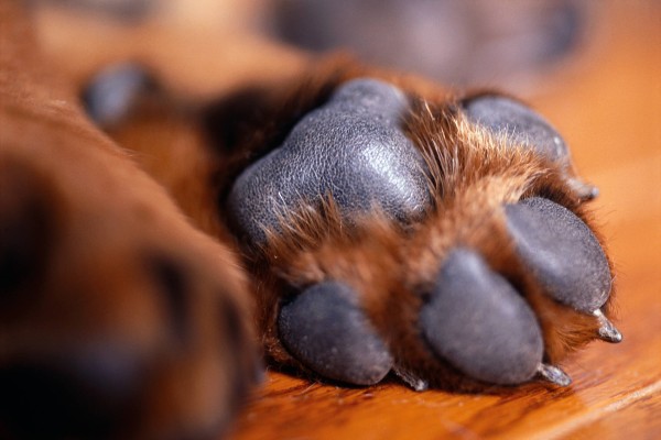 Como cuidar bem das almofadinhas (coxins) de cães e gatos