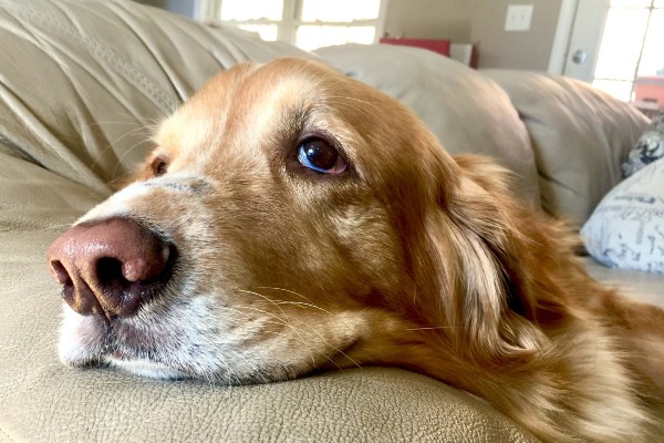 Como cuidar de um cachorro com câncer