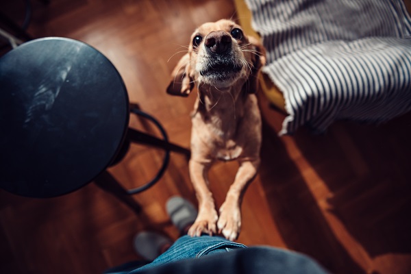 Como fazer uma cachorro parar de pular nas pessoas?