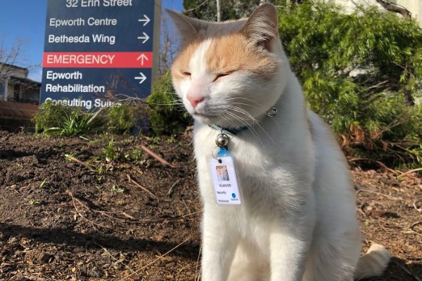 Hospital Australiano “contrata” gato como segurança