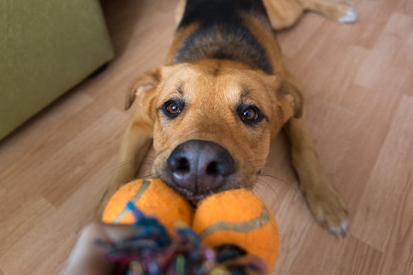 Produtos de enriquecimento ambiental para cães
