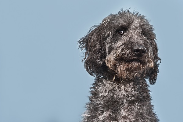 Quatro motivos para seu cachorro ter queda de pelo