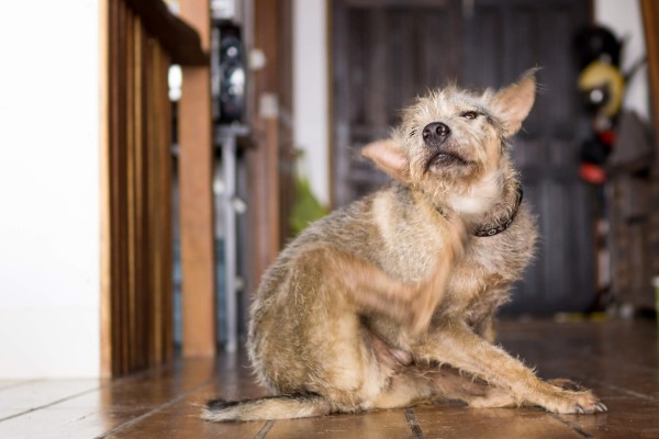 Quatro tipos de alergias mais comuns em cachorros