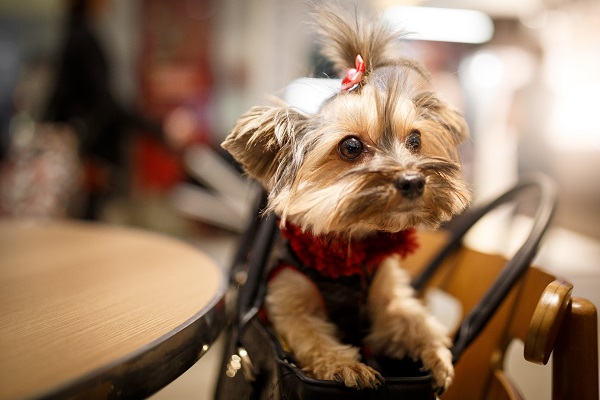 Shopping que aceita cachorro: veja nossa lista!