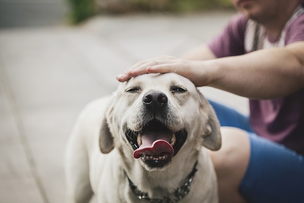 Três formas de ajudar o seu cachorro a ser saudável mentalmente