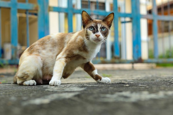 Veterinário em casa: gata com dermatofitose