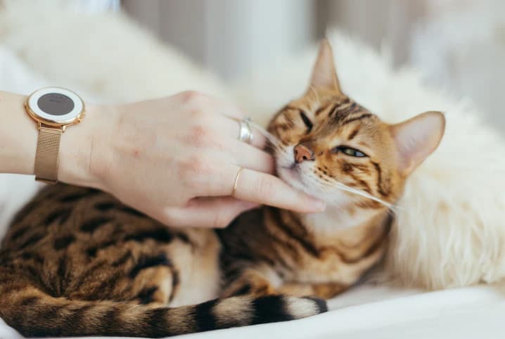 Acne felina: o que é, causas e tratamento