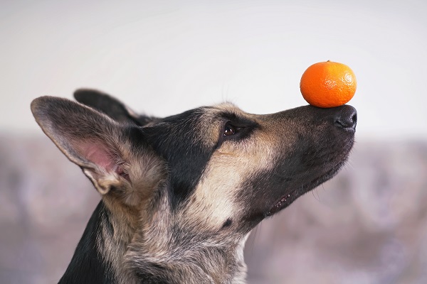Cachorro pode comer laranja?