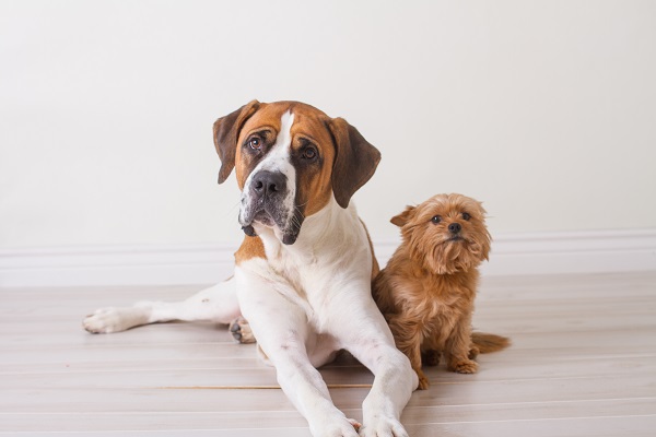 Cachorros grandes são mais fáceis de treinar do que pequenos?