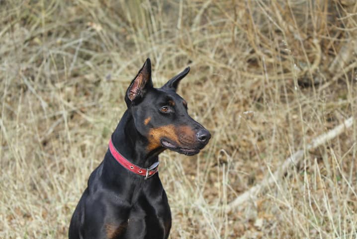 Cão de guarda: conheça 9 raças indicadas para o posto