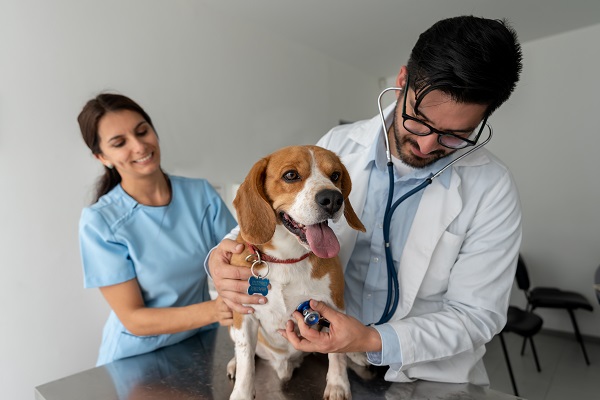 Cinco perguntas que todo pai de pet deveria fazer ao médico veterinário
