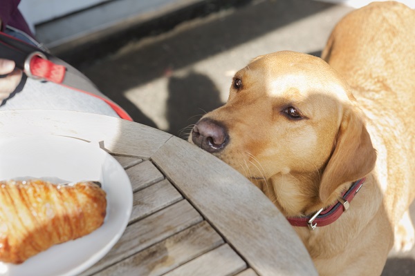 Cinco razões para não dar comida humana para seu cachorro