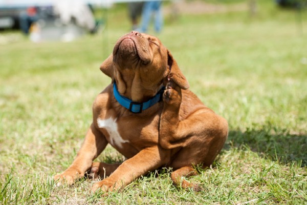 Coceira excessiva pode causar estresse nos cachorros