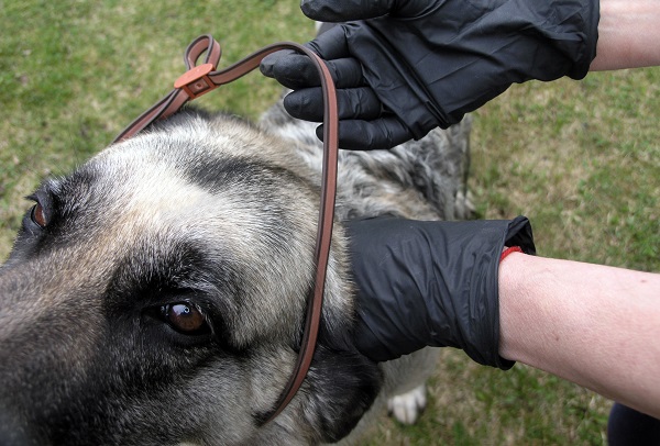 Coleira antipulgas para cachorro funciona?