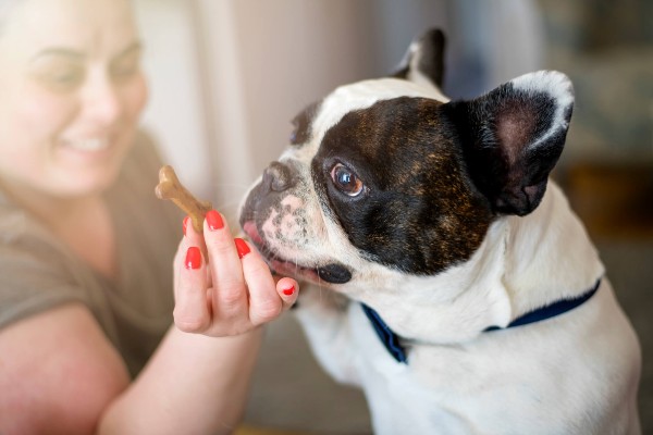 Como alimentar um cachorro diabético