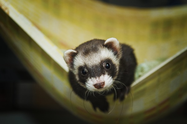 Como cuidar de um ferret, o furão de estimação