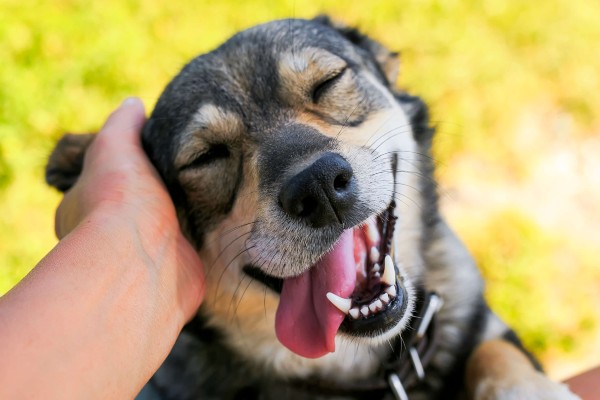 Como saber se um cachorro é feliz?