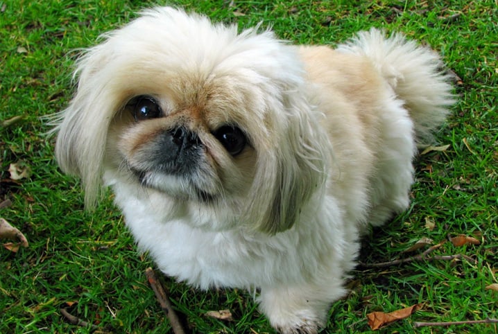 Cruzamento de Pinscher com Shih-tzu: principais cuidados